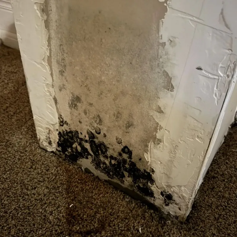 Professional Mold Removal in Goleta, CA